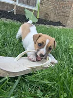 Sunshine , a female Jack Russell Terrier for sale in Mount Vernon, IL – 4 of 4
