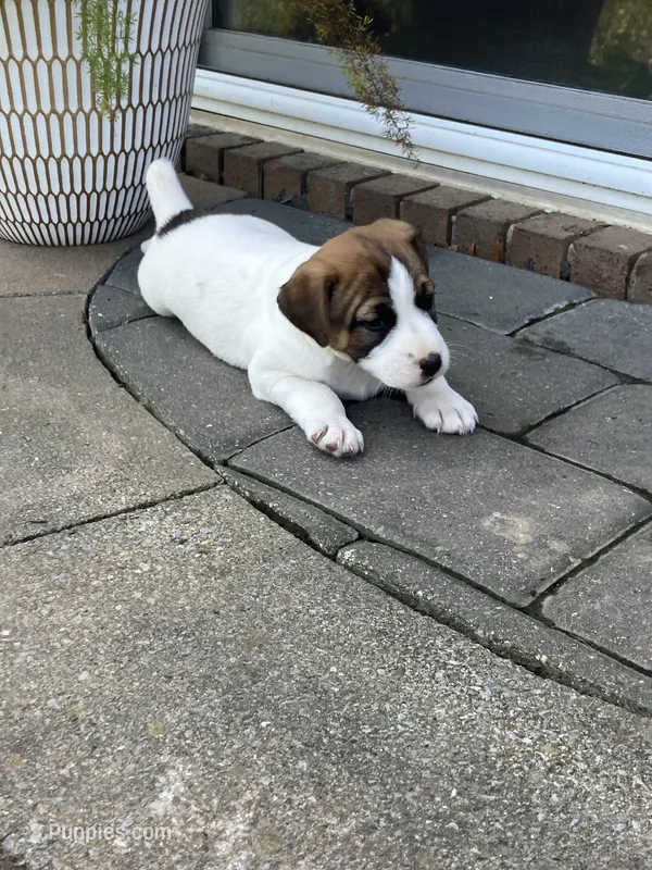 Blossom  – Jack Russell Terrier puppy for sale in Mount Vernon, IL