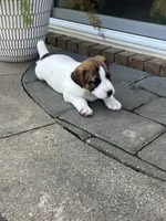 Blossom , a female Jack Russell Terrier for sale in Mount Vernon, IL – 1 of 4