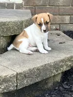 Sunshine , a female Jack Russell Terrier for sale in Mount Vernon, IL – 2 of 4