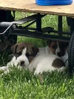 Blossom , a female Jack Russell Terrier for sale in Mount Vernon, IL – 4 of 4