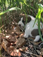 Blossom , a female Jack Russell Terrier for sale in Mount Vernon, IL – 3 of 4