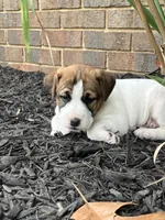 Blossom , a female Jack Russell Terrier for sale in Mount Vernon, IL – 2 of 4