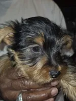Lil man, a male Yorkshire Terrier for sale in Las Vegas, NV – 3 of 7