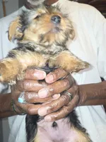 Lil man, a male Yorkshire Terrier for sale in Las Vegas, NV – 6 of 7