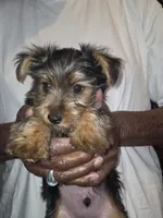 Lil man, a male Yorkshire Terrier for sale in Las Vegas, NV – 4 of 7
