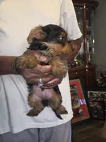 Lil man, a male Yorkshire Terrier for sale in Las Vegas, NV – 5 of 7