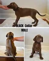 Black Collar, a male Rhodesian Ridgeback and Weimaraner for sale in Jones Creek, TX – 1 of 1
