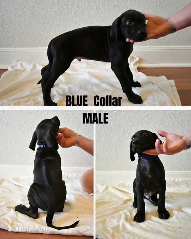 Blue Collar  – Rhodesian Ridgeback, Weimaraner puppy for sale in Jones Creek, TX