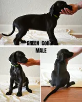 Green Collar, a male Rhodesian Ridgeback and Weimaraner for sale in Jones Creek, TX – 1 of 1