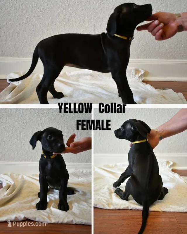 Yellow Collar  – Rhodesian Ridgeback, Weimaraner puppy for sale in Jones Creek, TX