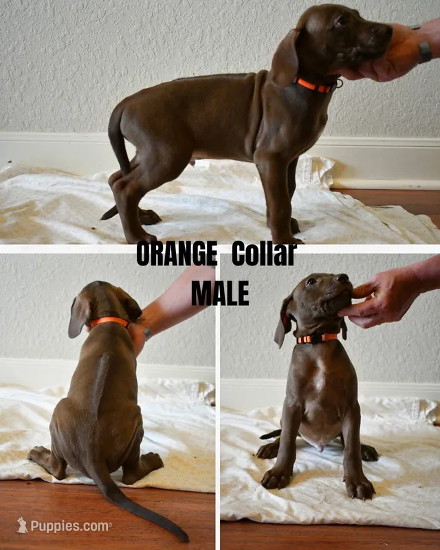 Orange Collar – Rhodesian Ridgeback, Weimaraner puppy for sale in Jones Creek, TX