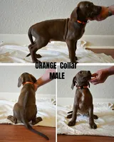 Orange Collar, a male Rhodesian Ridgeback and Weimaraner for sale in Jones Creek, TX – 1 of 1