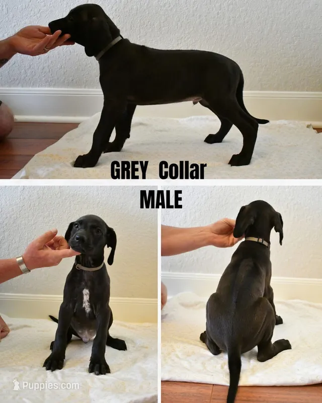 Grey Collar – Rhodesian Ridgeback, Weimaraner puppy for sale in Jones Creek, TX