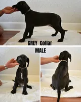 Grey Collar, a male Rhodesian Ridgeback and Weimaraner for sale in Jones Creek, TX – 1 of 1