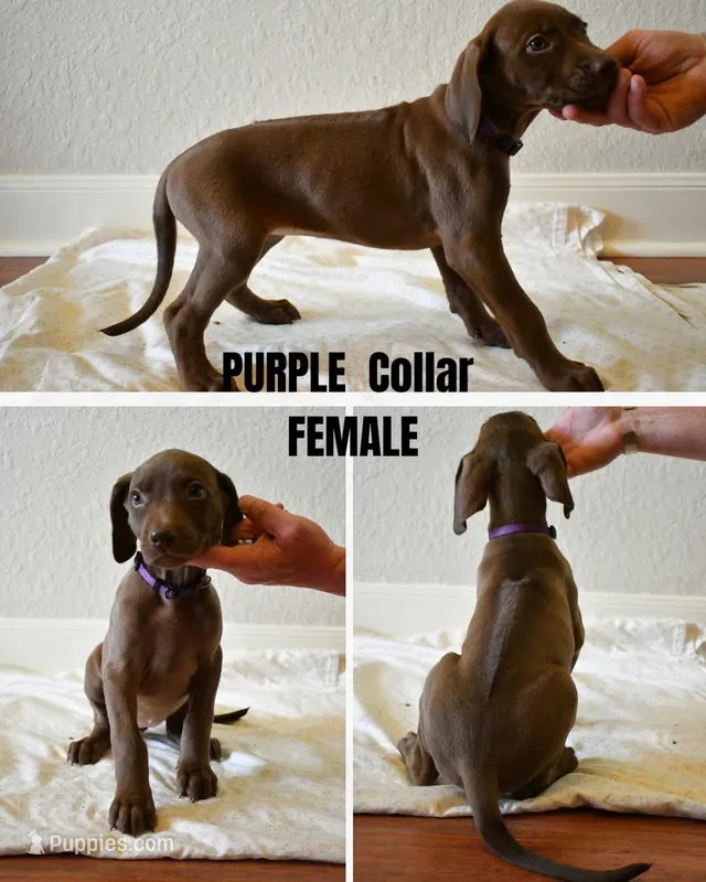 Purple Collar  – Rhodesian Ridgeback, Weimaraner puppy for sale in Jones Creek, TX