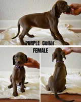 Purple Collar , a female Rhodesian Ridgeback and Weimaraner for sale in Jones Creek, TX – 1 of 1
