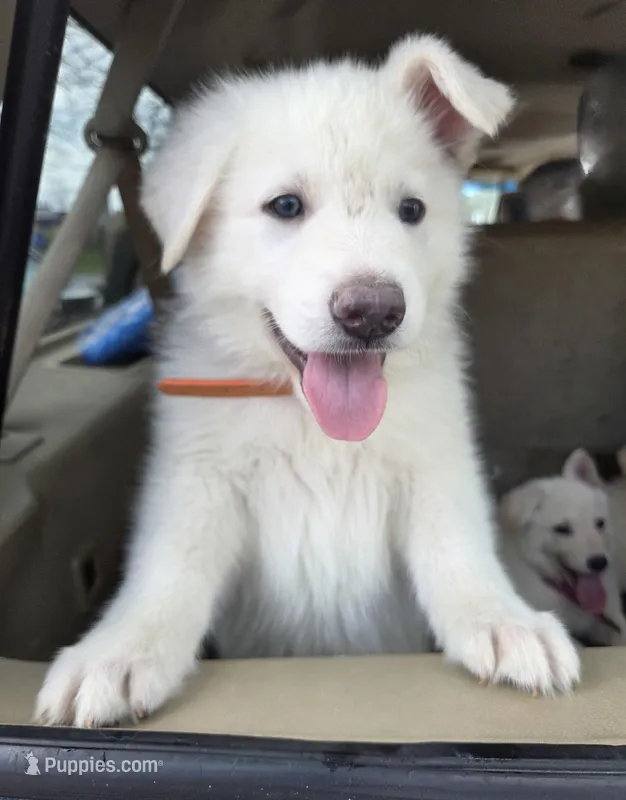 Orange – German Shepherd Dog puppy for sale in Centreville, VA