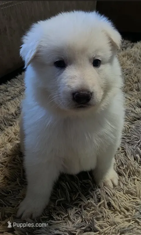 Orange – German Shepherd Dog puppy for sale in Centreville, VA