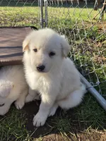 Red, a male German Shepherd Dog for sale in Centreville, VA – Photo 2 of 2
