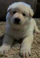 Red, a male German Shepherd Dog for sale in Centreville, VA – Photo 1 of 2