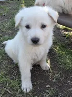 Blue, a male German Shepherd Dog for sale in Centreville, VA – Photo 2 of 2