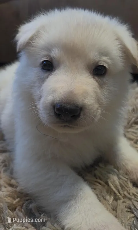 Blue – German Shepherd Dog puppy for sale in Centreville, VA