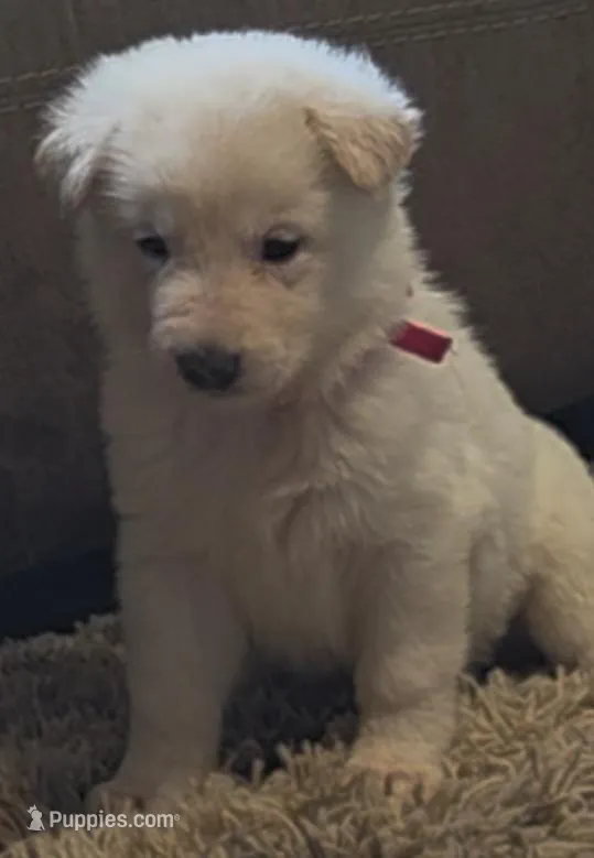 Pink – German Shepherd Dog puppy for sale in Centreville, VA