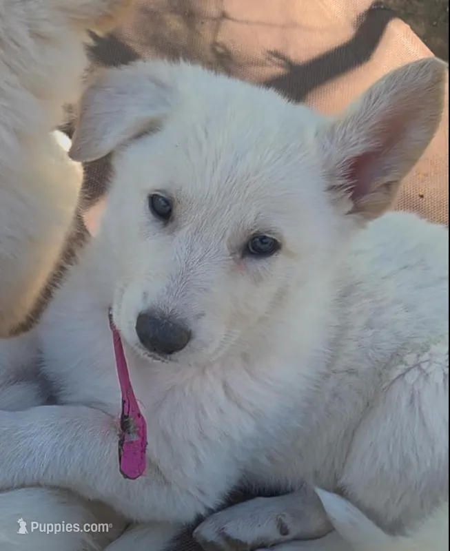 Pink – German Shepherd Dog puppy for sale in Centreville, VA