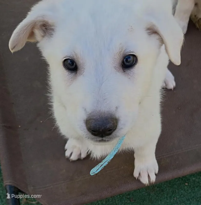 Teal – German Shepherd Dog puppy for sale in Centreville, VA