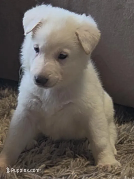 Teal – German Shepherd Dog puppy for sale in Centreville, VA