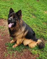 long coat red collar female, a female German Shepherd Dog for sale in Chrisney, IN – 8 of 8