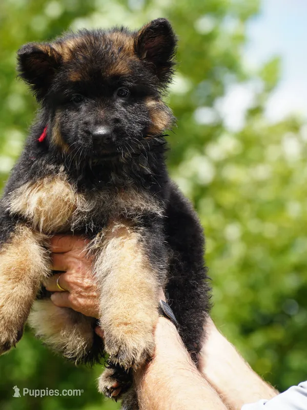 red collar long coat female – German Shepherd Dog puppy for sale in Chrisney, IN