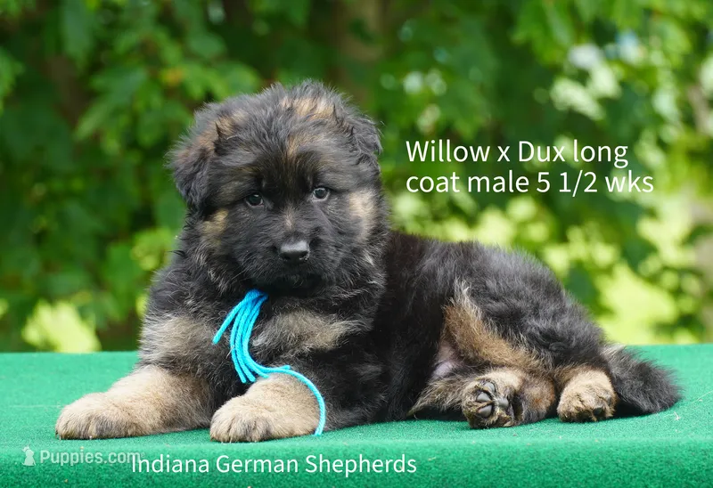 male - blue collar – German Shepherd Dog puppy for sale in Chrisney, IN