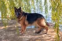 long coat red collar female, a female German Shepherd Dog for sale in Chrisney, IN – 7 of 8