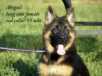 gorgeous long coat german shepherd w red collar, a female German Shepherd Dog for sale in Chrisney, IN – 2 of 8