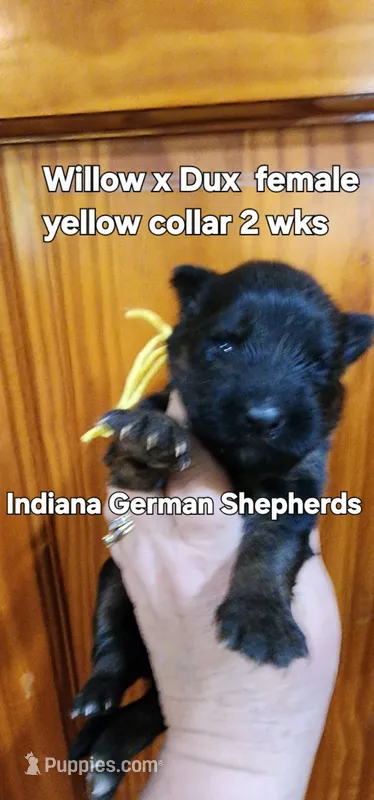 female yellow collar – German Shepherd Dog puppy for sale in Chrisney, IN