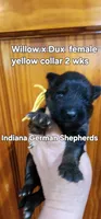 female yellow collar, a female German Shepherd Dog for sale in Chrisney, IN – 1 of 1