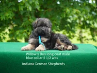 male - blue collar, a male German Shepherd Dog for sale in Chrisney, IN – 3 of 10