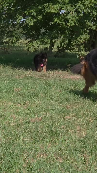 long coat orange collar female, a female German Shepherd Dog for sale in Chrisney, IN – 10 of 10