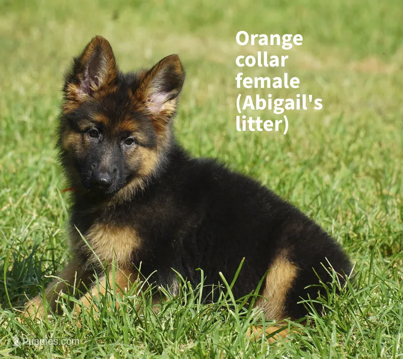 long coat orange collar female – German Shepherd Dog puppy for sale in Chrisney, IN