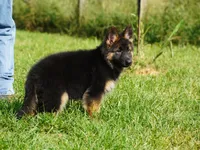 long coat red collar female, a female German Shepherd Dog for sale in Chrisney, IN – 2 of 10