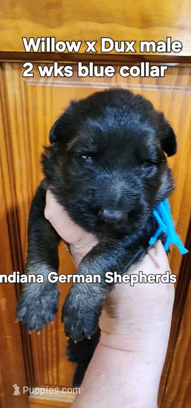male - blue collar – German Shepherd Dog puppy for sale in Chrisney, IN