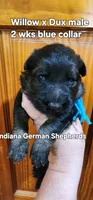 male - blue collar, a male German Shepherd Dog for sale in Chrisney, IN – 1 of 10