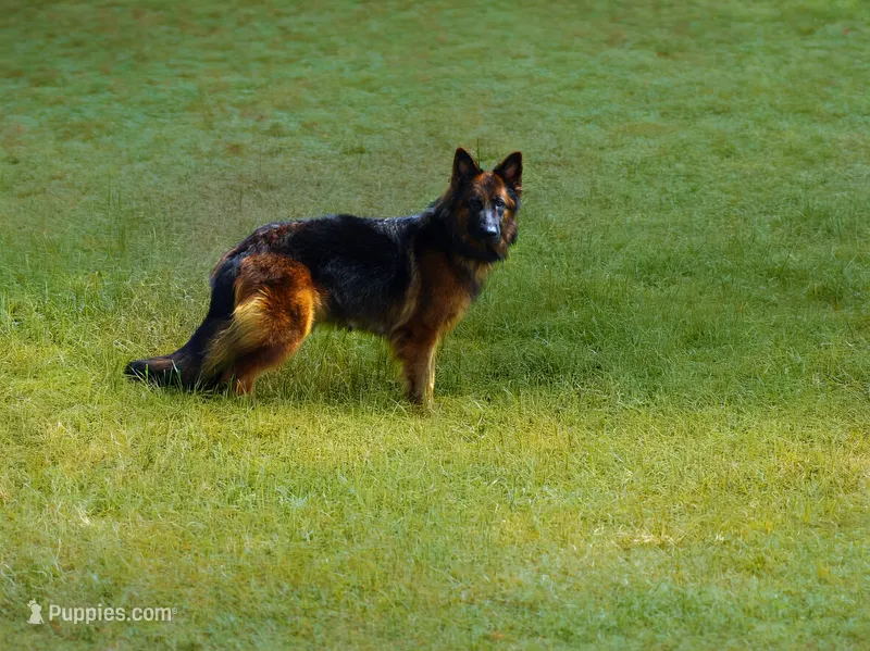 gsd lc male 3 – German Shepherd Dog puppy for sale in Chrisney, IN