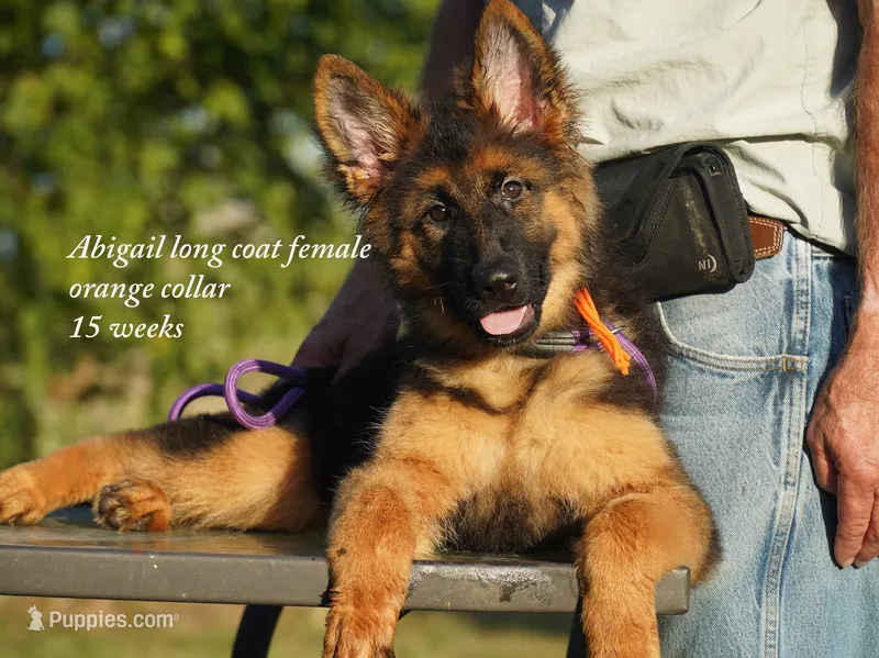 long coat orange collar female – German Shepherd Dog puppy for sale in Chrisney, IN