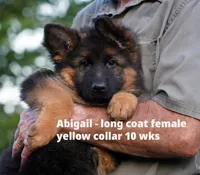 long coat red collar female, a female German Shepherd Dog for sale in Chrisney, IN – 4 of 9