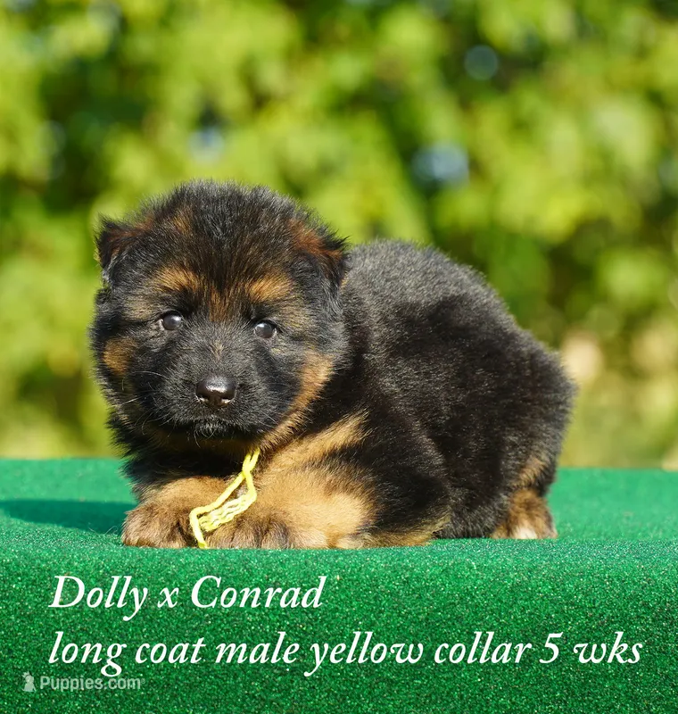 gsd lc m yellow collar – German Shepherd Dog puppy for sale in Chrisney, IN