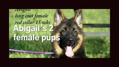 gorgeous long coat german shepherd w red collar, a female German Shepherd Dog for sale in Chrisney, IN – 8 of 8
