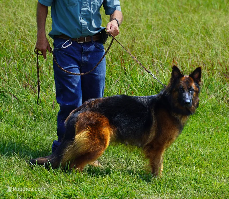 gsd lc female – German Shepherd Dog puppy for sale in Chrisney, IN